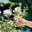 gardena-zahradni-nuzky-bp-50-premium-8702-20-_4.jpg